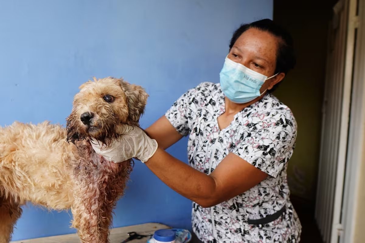 Atención veterinaria a animal en Bucaramanga - Acuerdo 029 de 2025