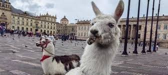 Parques libres de maltrato animal: el acuerdo de Bucaramanga que inspiró un proyecto de ley nacional